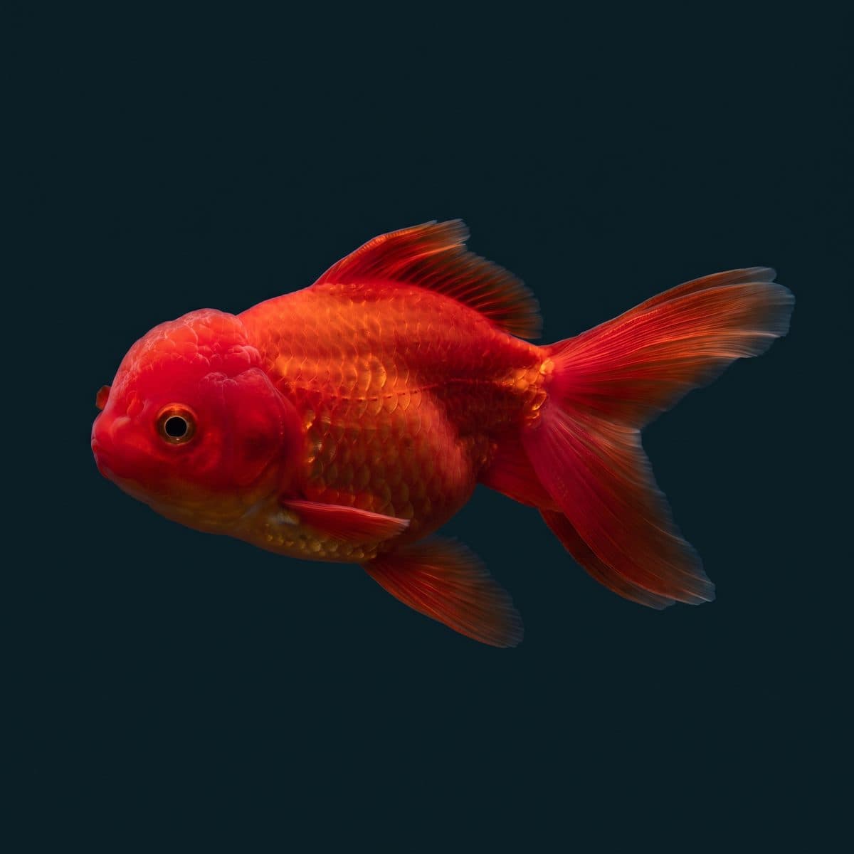Thai Oranda Goldfish (Carassius auratus) — premium Thai-bred specimen