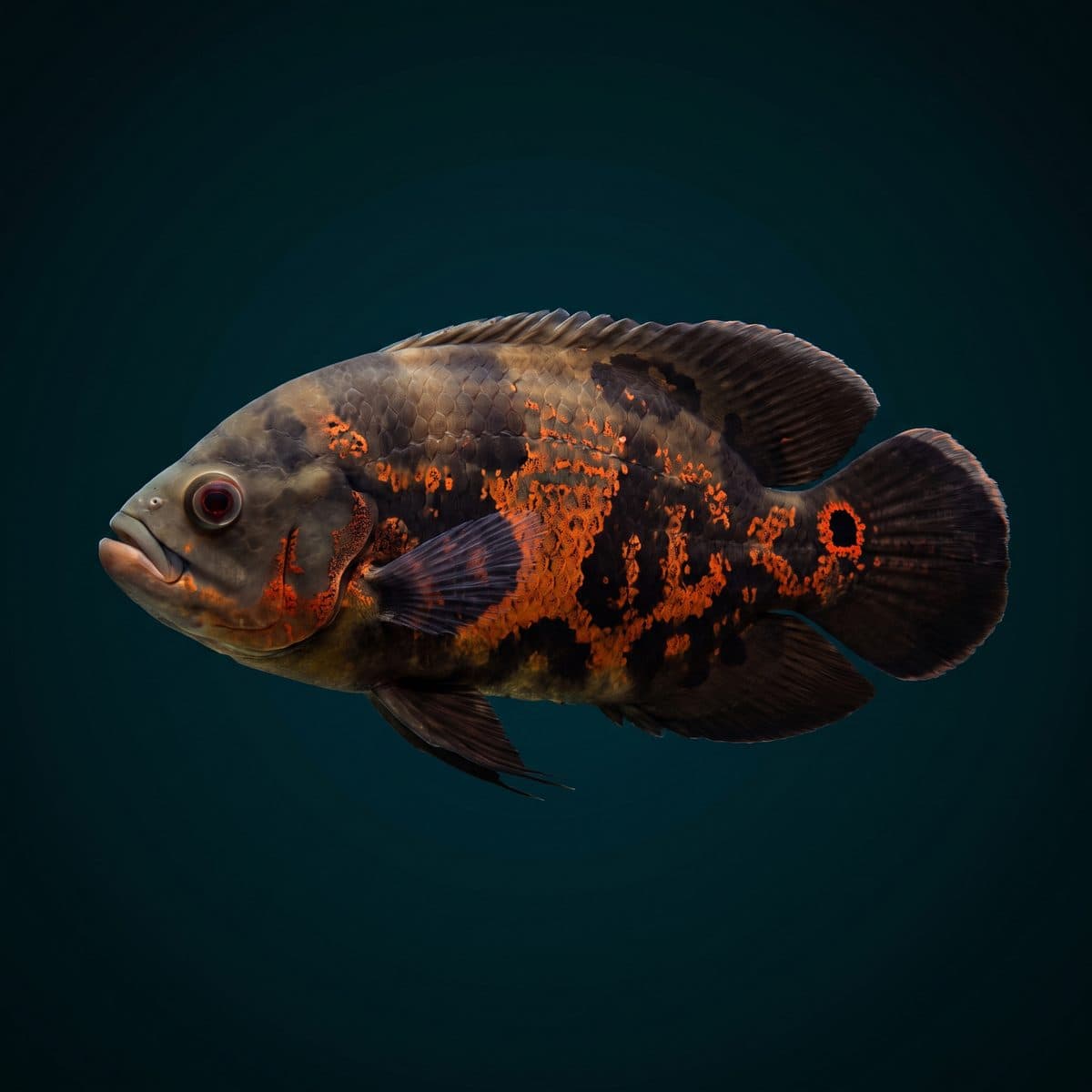 Tiger Oscar (Astronotus ocellatus) — premium specimen