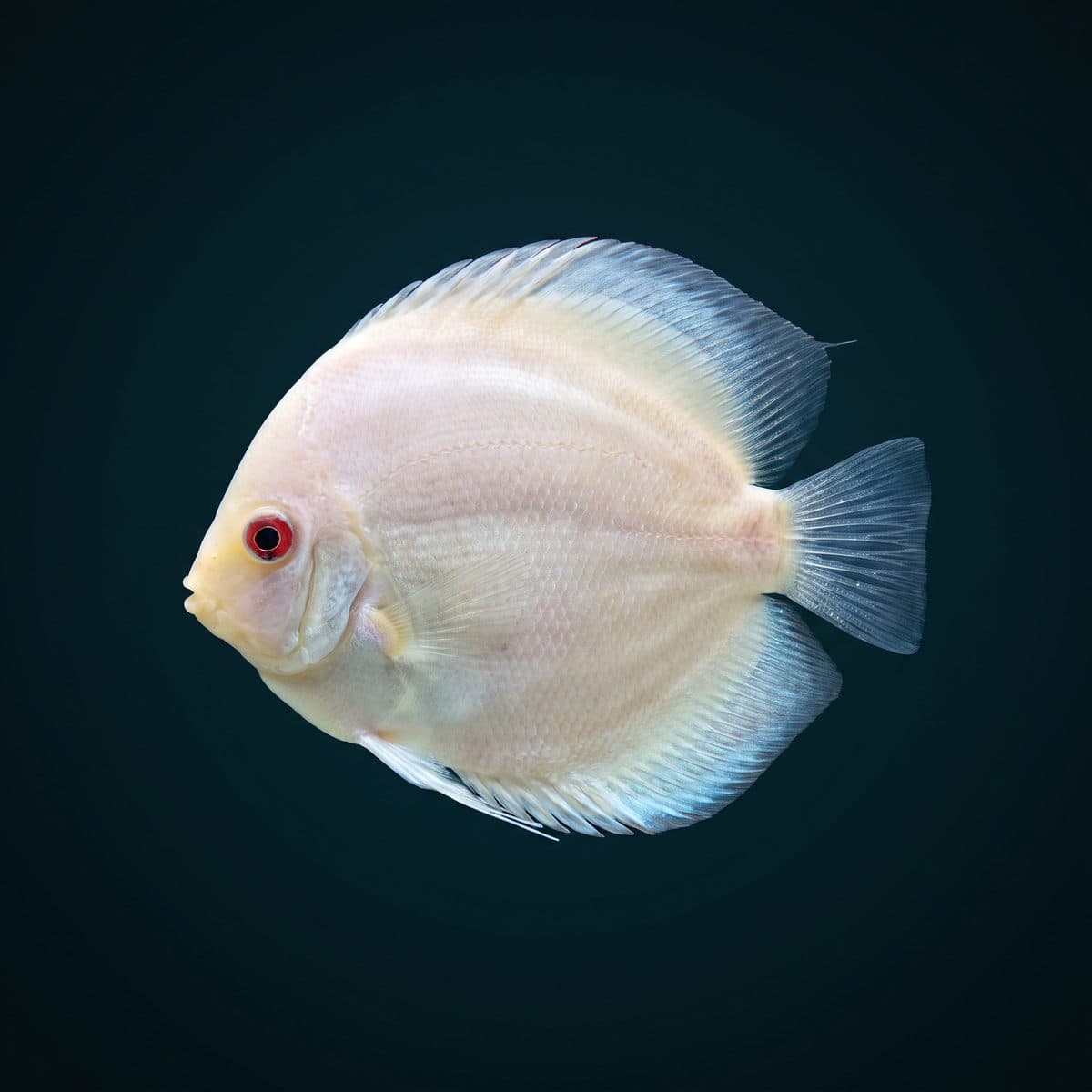 White Butterfly Discus (Symphysodon aequifasciatus) — premium specimen