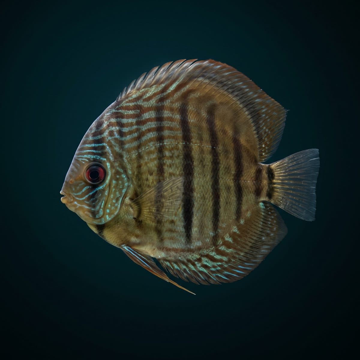 Wild Discus (Symphysodon haraldi) — wild-caught specimen from Rio Purus
