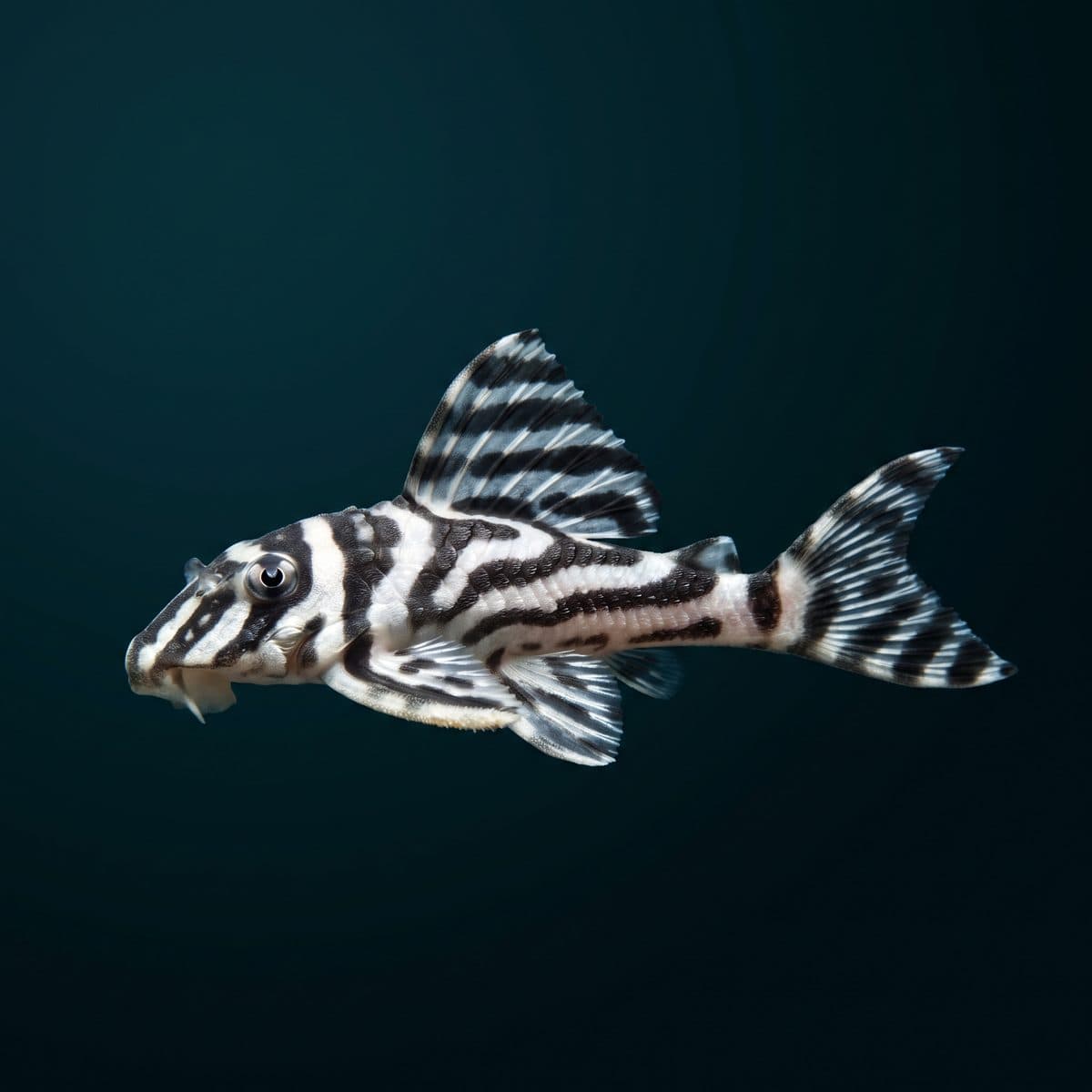Zebra Pleco (Hypancistrus zebra) — premium specimen