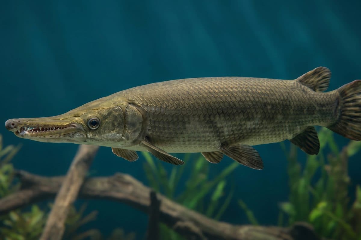 Adult Alligator Gar displaying its distinctive broad snout and ganoid scales in a large tank