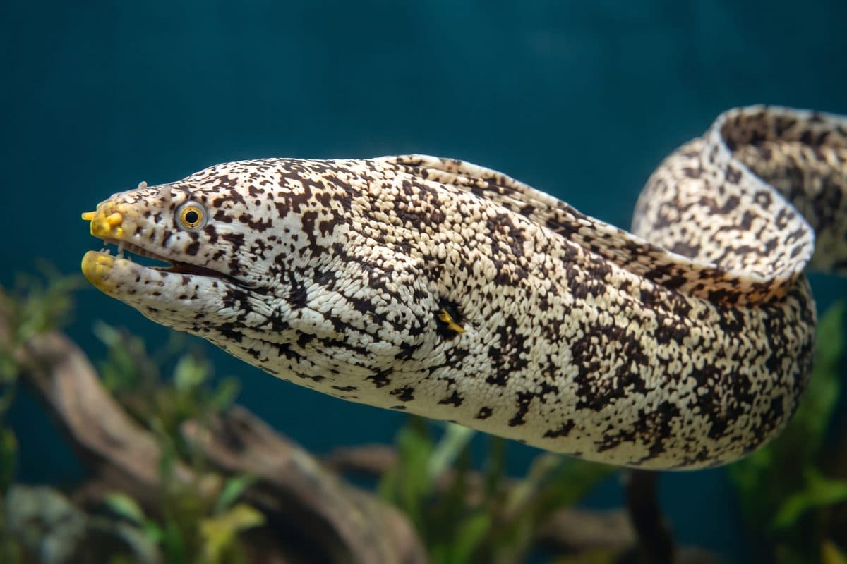 Snowflake Moray Eel emerging from a rocky crevice, displaying its distinctive white and black patterning